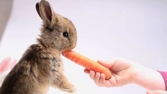 女孩给兔子喂胡萝卜
