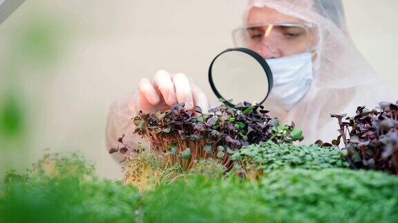 科学家在放大镜下观察微绿色植物的叶子健康食品
