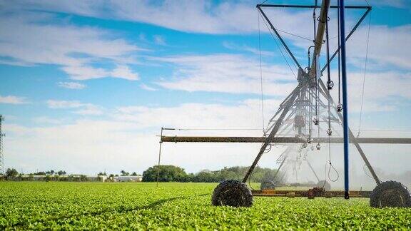 中心支点灌溉系统:得克萨斯州农场