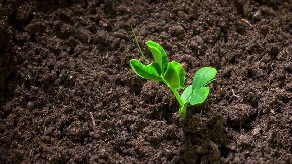 豌豆苗从土壤中生长出来时间流逝