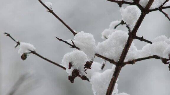 大雪落在灌木丛的树枝上近距离远摄实时拍摄没有人
