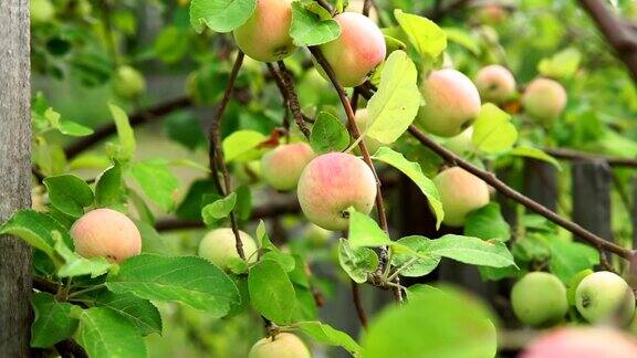 苹果园里挂在树枝上的有机苹果收获的是成熟的有机水果