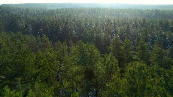 冬天的松树林