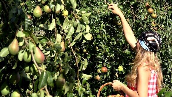 美丽的农家姑娘从梨树上摘梨果放到柳条篮子里焦点改变4k