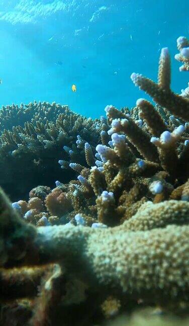 热带气候岛上的水下清澈的珊瑚礁和鱼群
