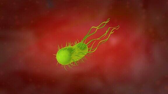 幽门螺杆菌或h.pylori的三维动画