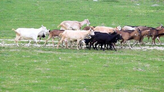 一群山羊穿过牧场