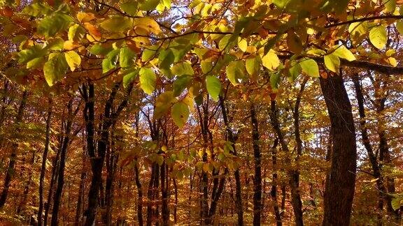 秋天叶子特写在明亮的阳光下树叶呈棕黄色