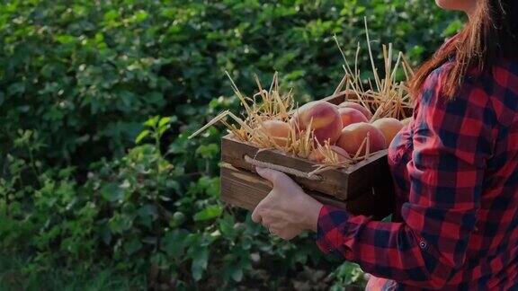 女农民在日落的田野里拿着一箱有机桃子农贸市场有机农业农业农场收获