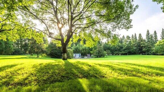 美丽的绿色草地在早晨的公园时间流逝