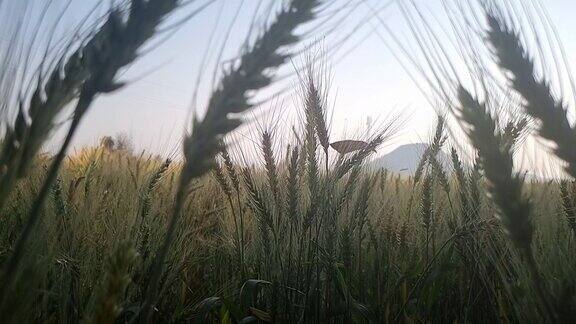 绿色的小麦在风中飘扬