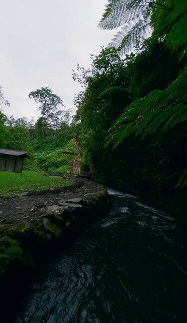 垂直视频4k鸟瞰热带河流、池塘、丛林、雨林、小径、木头