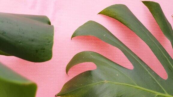 绿色热带棕榈叶的怪物在粉红色的背景室内植物的叶子运动4K视频
