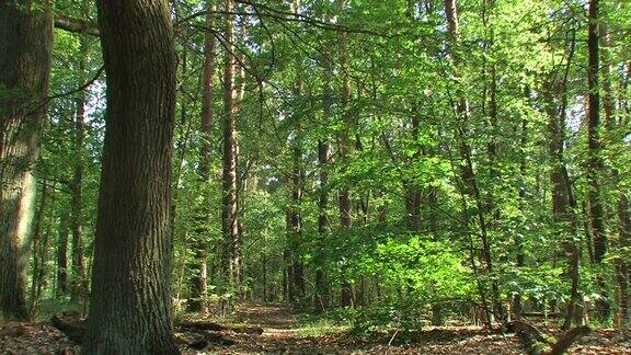 绿色自然:深森林+近距离接触草地