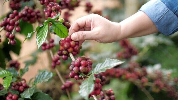 一个女人在咖啡农场用手触摸和检查咖啡种子