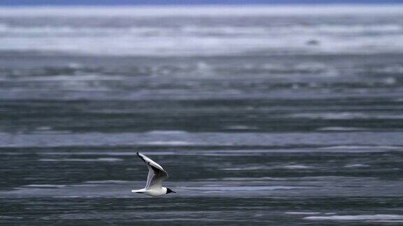海鸥飞过一个大湖湖面上漂浮着松散的冰一阵强风吹向海鸥