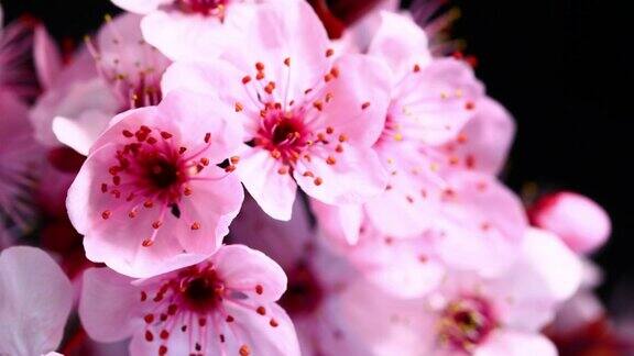 粉红色的樱花盛开高清4k