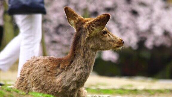 日本樱花盛开季节的亚洲鹿