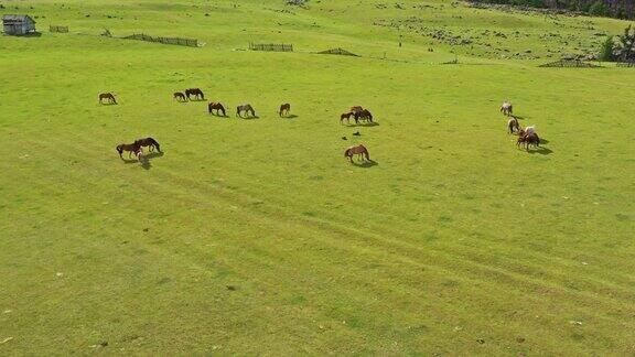 在蒙古放牧马的鸟瞰图