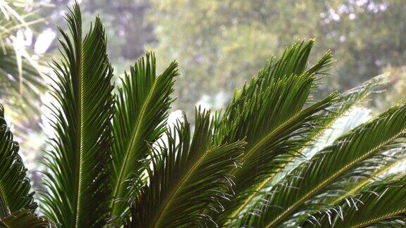 暴雨落在棕榈树的树枝上