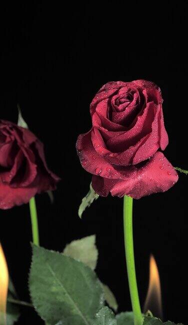 黑色房间里两朵玫瑰的垂直镜头浪漫