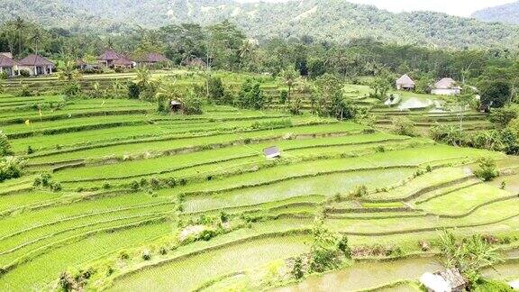 无人机从山上梯田和农民的房子上鸟瞰印尼巴厘岛