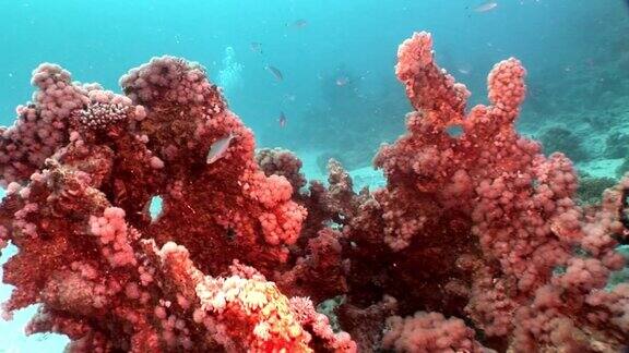 红海水下的珊瑚