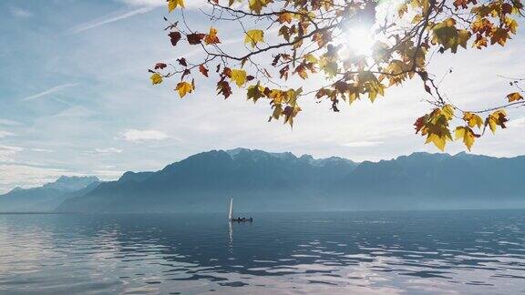 美丽宁静的风景宁静的景色和美丽的垂柳树在瑞士韦威的日内瓦湖的早晨周末树木反射着日内瓦湖的水波