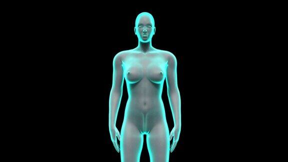 放大女性人体内部器官扫描消化系统