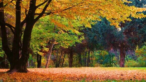 美丽的秋天背景在森林里美丽的黄色树叶在树枝上随风摇摆金秋节约空间