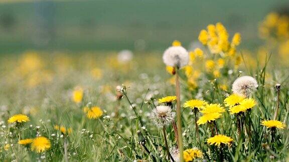 春天的草地上盛开着蒲公英春意盎然