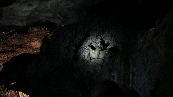 蝙蝠在洞穴