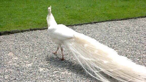 白色的孔雀在户外散步