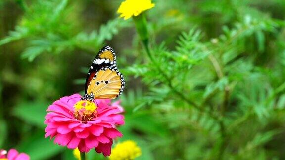 慢镜头拍摄的蝴蝶喂食花蜜的田野粉红色的花