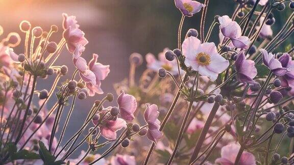 海葵粳稻自然背景粉红色的日本银莲花在阳光下绽放