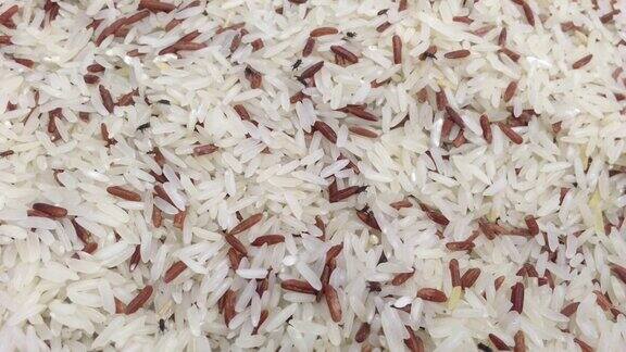 米象虫在糙米和白米中的镜头