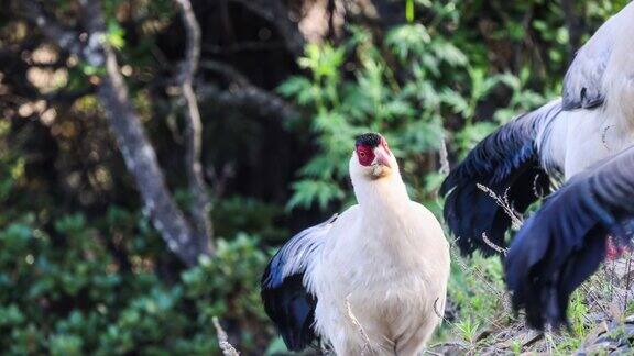 西藏野鸡穿梭在四川西部的丛林中