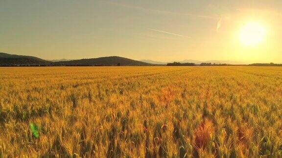 天线:金色夕阳下田园诗般的农业景观中一望无际的麦田