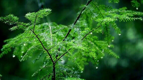 小树雨滴后在森林里