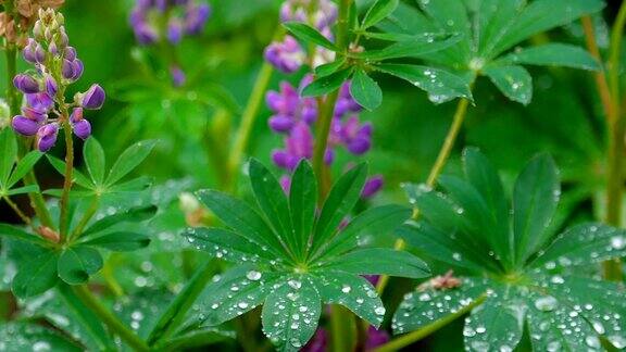 雨后开花的羽扇豆