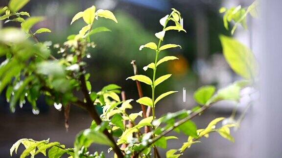 慢动作雨和树叶水滴从天空下雨的眼睛四季自然干净的水滴