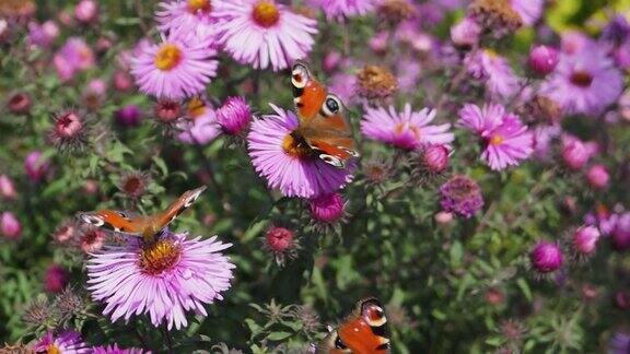 蝴蝶孔雀眼从花中采集花蜜
