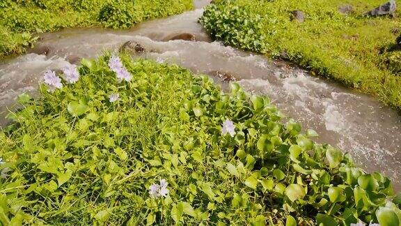 山河鲜花盛开绿意盎然火山河源于马荣火山黎牙实比菲律宾射击运动