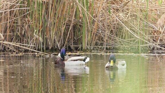 一只雄性绿头鸭在梳理羽毛和泼水秋日阳光明媚野鸭在池塘里游泳野鹅