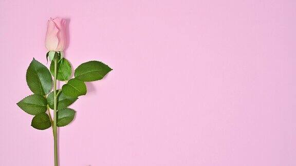 一支浪漫的玫瑰出现在淡粉色的背景上弹簧停止运动平铺
