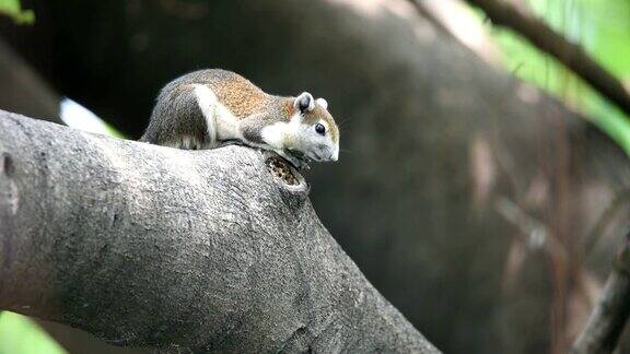 在自然界的野生树上的棕色松鼠
