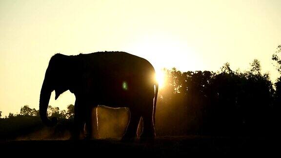 亚洲象的生活