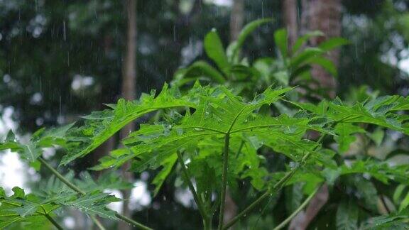 雨滴和绿色的番木瓜叶靠近水滴在木瓜叶在自然散景的背景