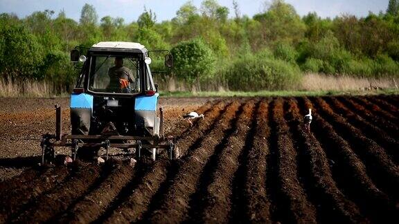 农民用拖拉机和鸟类准备播种