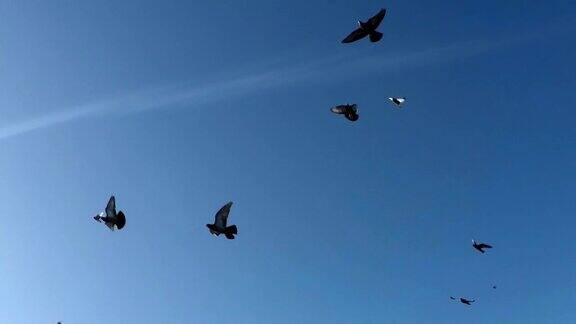 一群鸟飞过天空